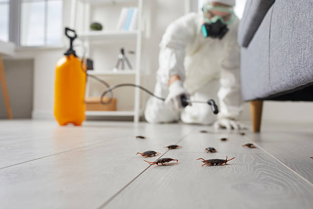 Post-Treatment Bed Bug Interceptor Monitoring in Homosassa